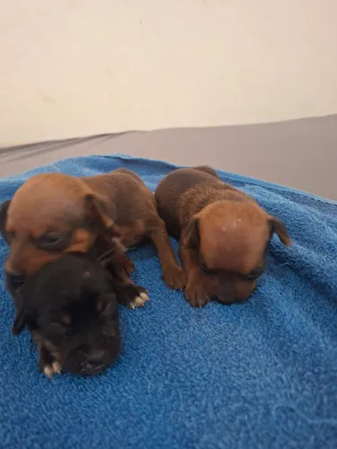 Filhotes de pinscher 400