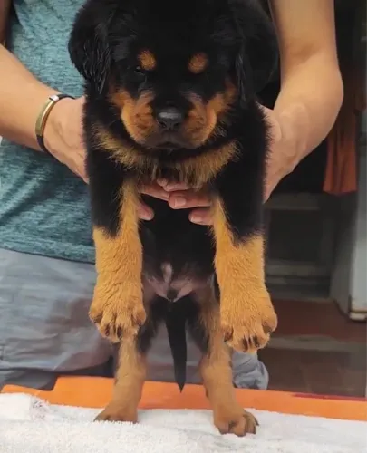 Vende-se Rottweiler filhote