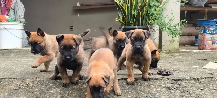 Pastor Belga Malinois 