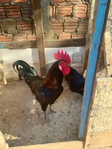 Um Galo E Uma galinha 