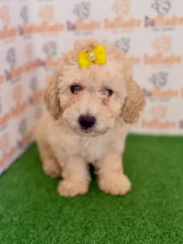 Poodle Fêmea