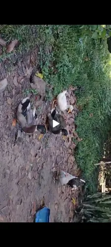 Estou vendendo 4 patos ganso 3 patos normale 5 patos 
