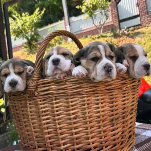 Filhotes de Beagle | Amor em forma de carinho.