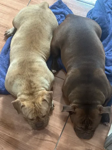 Bullys Adultas