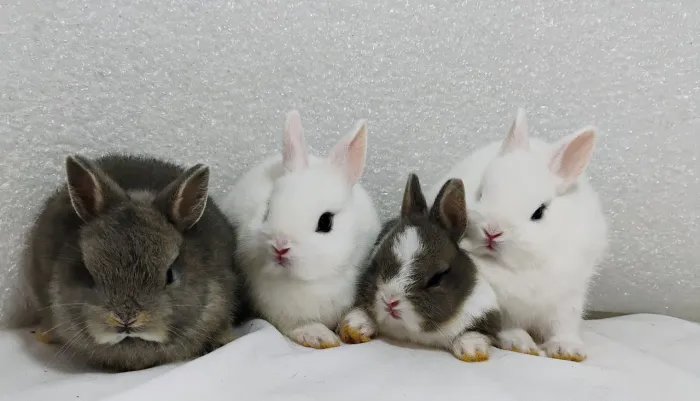 Mini Coelhos Netherland Filhotes