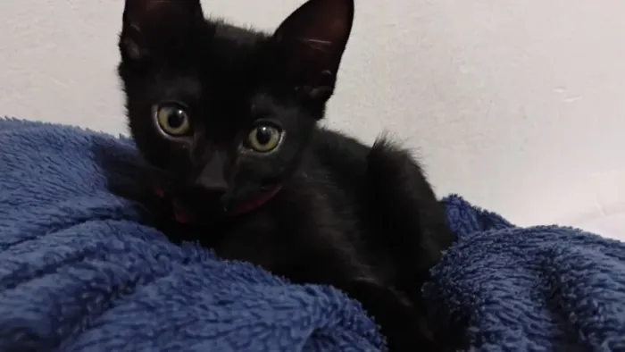 ? Procura-se um lar para esta gatinha.