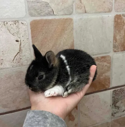 Mini coelha filhote 