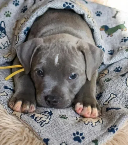 Filhote de American Bully | nascidos 13/06