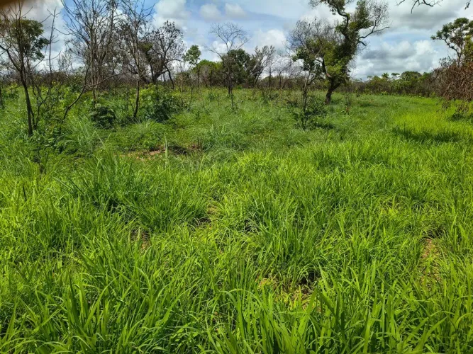 Fazenda em Colinas do Sul 52 Alqueires ou 252 hectare