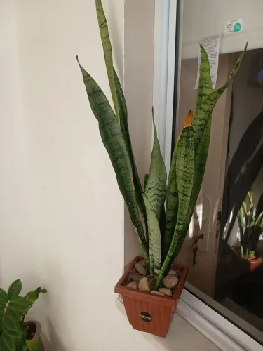 Planta espada de São Jorge
