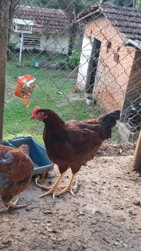 Franguinho de rodhe island red