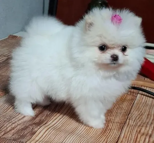 Cachorro Lulu da Pomerania faça seu amor sorrir hoje mesmo