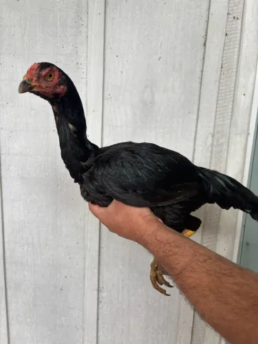 Galinha Índia