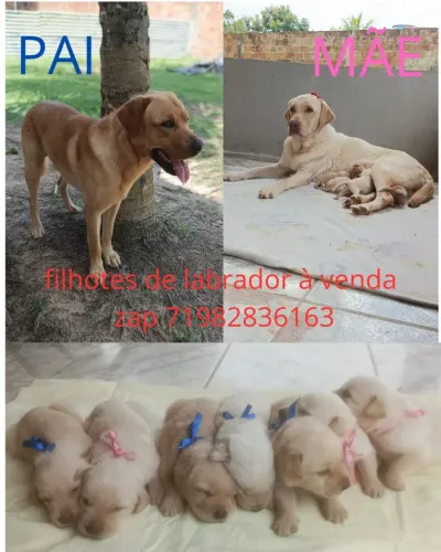Lindos filhotes de labrador raça pura