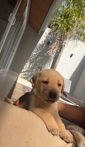 FILHOTE DE LABRADOR