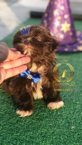 Shih Tzu @CanilNobrezaReal