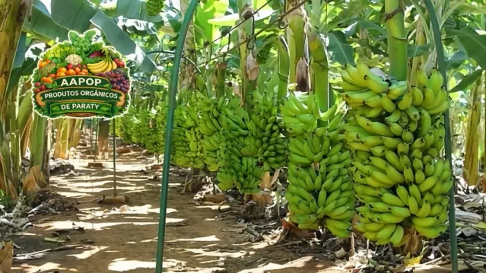 Sociedade em Produção Agrícola - Paraty