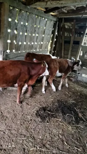 3 terneiras braford hereford