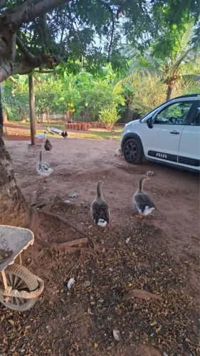 Vendo Ou Troco Chácara 28 km de Uberlândia Muito boa