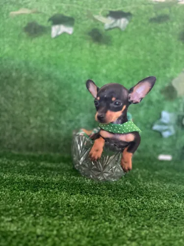 Filhote de Pinscher fêmea 