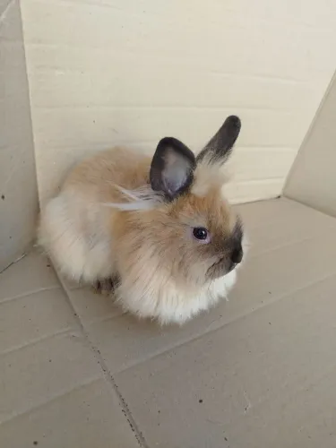 Coelho mini lion