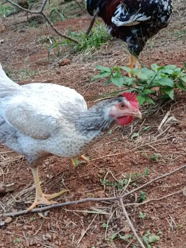 Galinha caipira