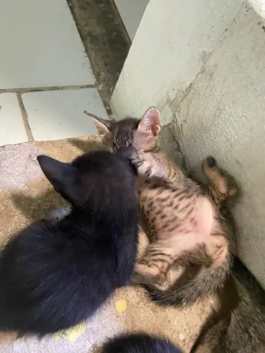 gatos para adoção