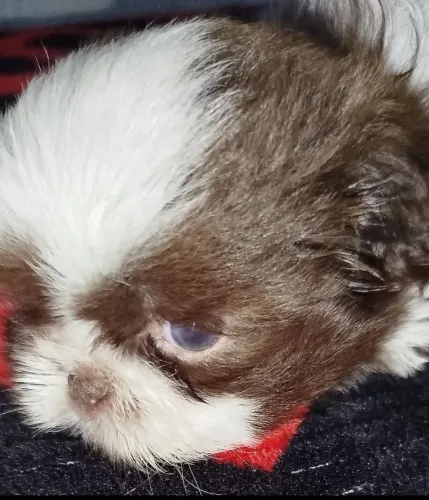 Lindo shih Tzu