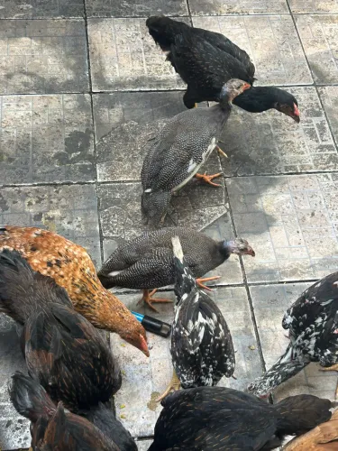 VENDE SE GALINHA DA ANGOLA