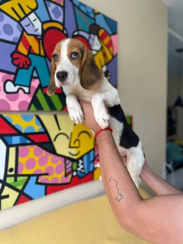 Beagle Macho
