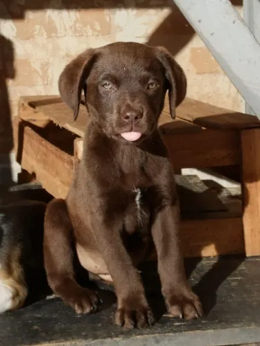 Labrador caramelo e chocolate