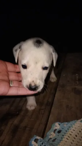 Filhotes de cachorro adoção husky com vira-lata