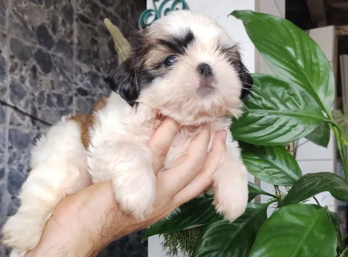 Shitzu Macho PREÇO IMPERDÍVEL