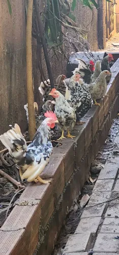 Doação de galinhas e galos