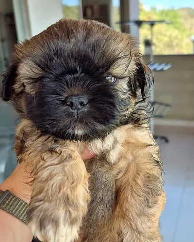 Filhotes de Shih Tzu Machos - Pronta Entrega - Criados em Casa | Sabará/MG