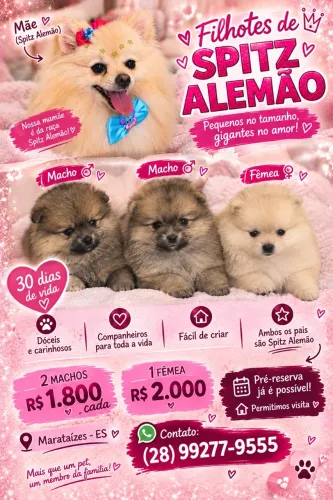 FILHOTES DE SPITZ ALEMÃO ?