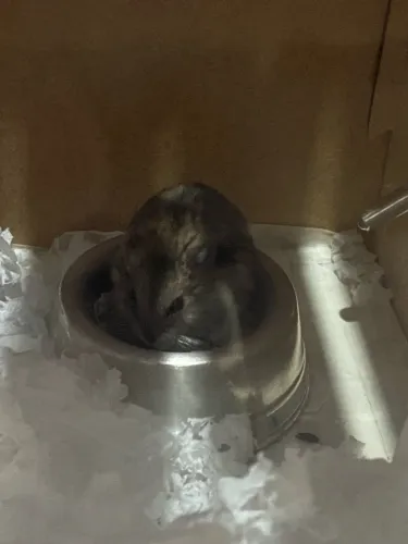 HAMSTER ANÃO RUSSO