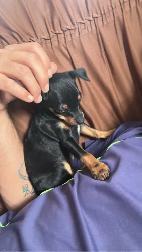 Vendo filhote de pinscher MACHO