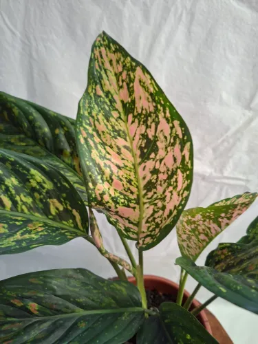  Plantas aglaonemas