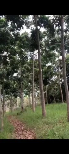 Terreno em Claudio MG,Com plantaçoes de MOGNO AFRICANO 6MIL ARVORES 11 ANOS INVESTIMENTO 1