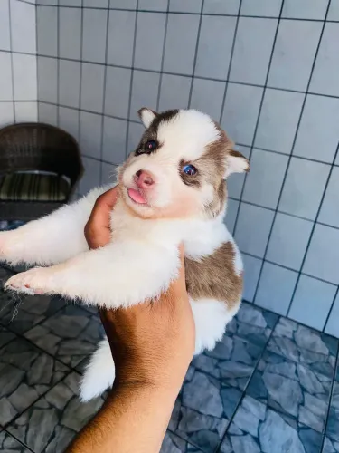 Husky siberiano filhote