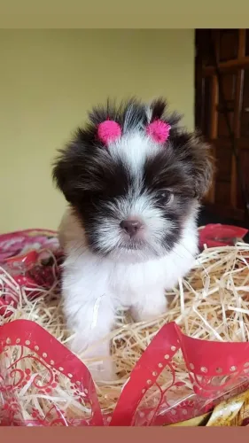 Shih Tzu Filhote O Pequeno Amigo Para Seus Melhores Momentos