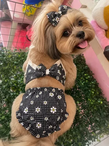 Biquínis pets