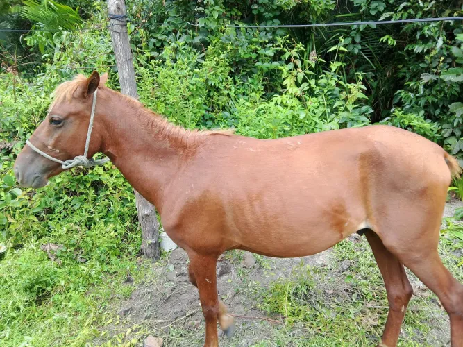 Vende se um cavalo macho