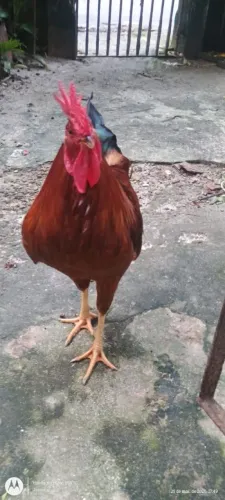 Galo 
