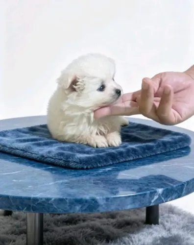 Spitz Alemão Macho Bem Cuidado