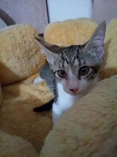 Gatinha para adoção