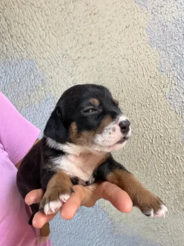 Salsicha com beagle 