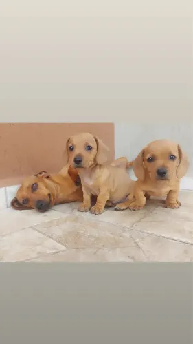 Dachshund Fêmeas Caramelo - Pedigree