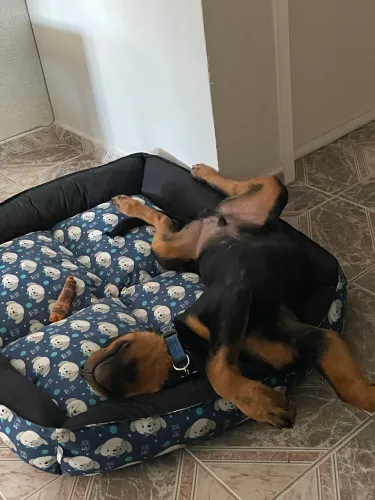 2 Vendo Camas king size para pet de porte grande